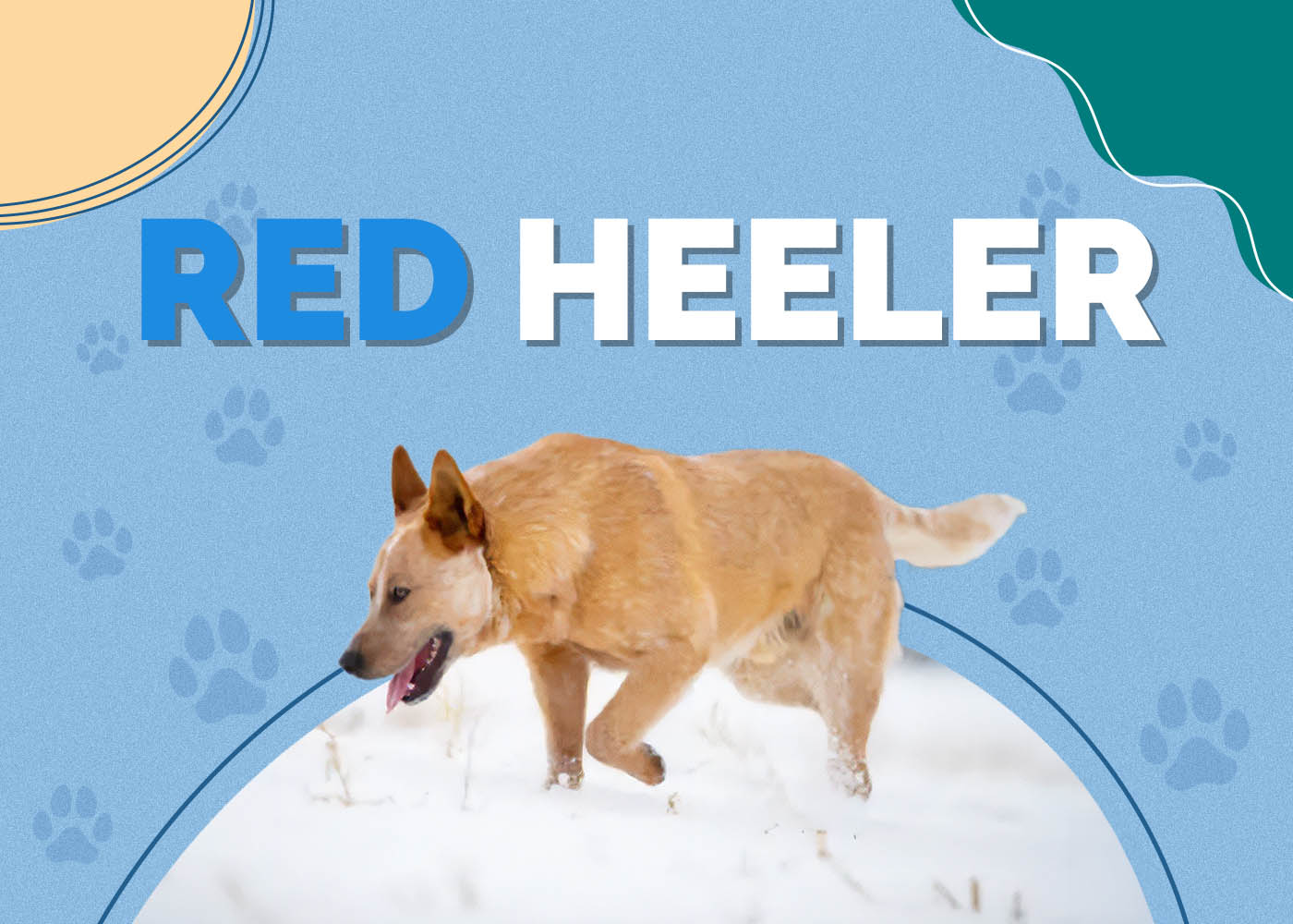 Red Heeler: Info, Pictures, Care, Temperament & Traits