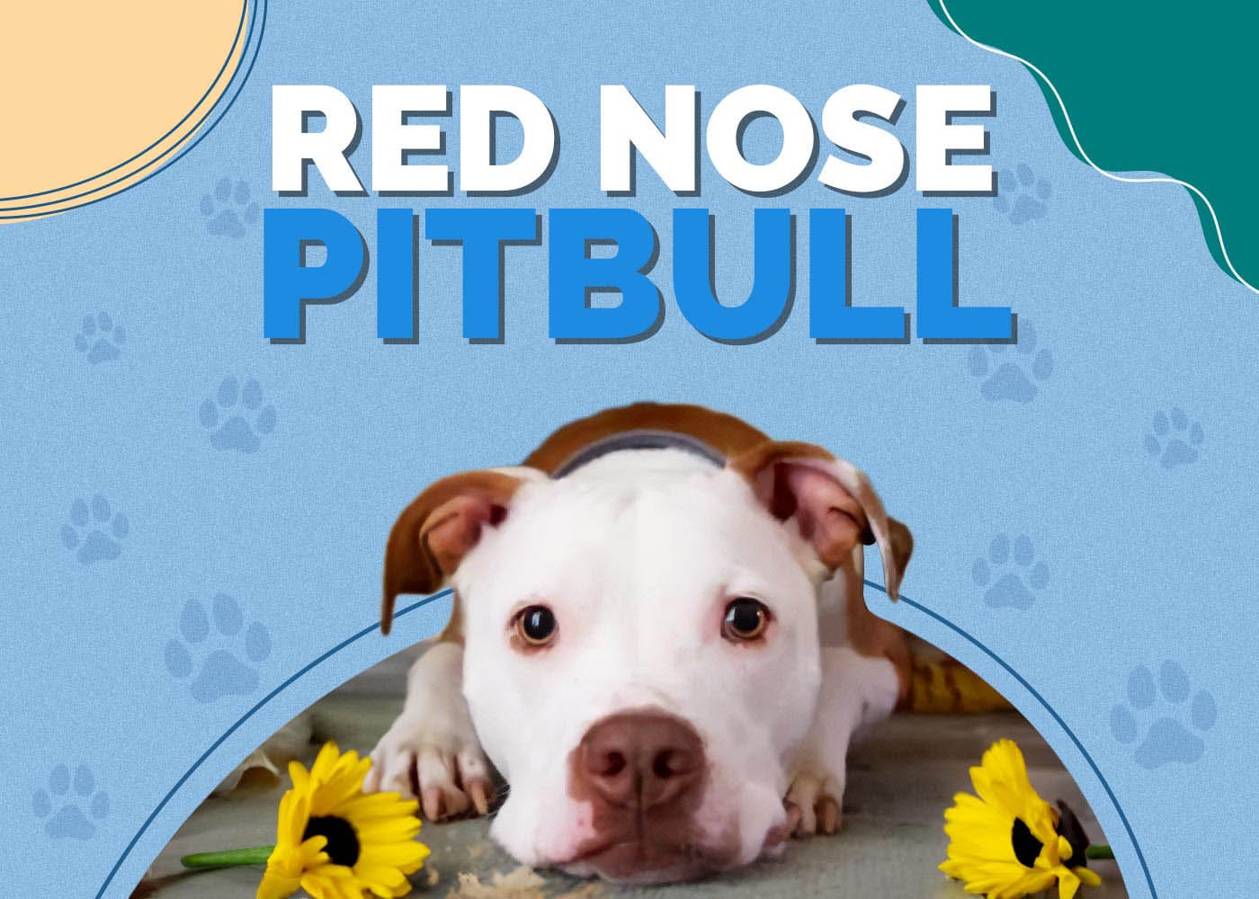 Red Nose Pitbull Dog Breed: Info, Pictures, Traits & Facts