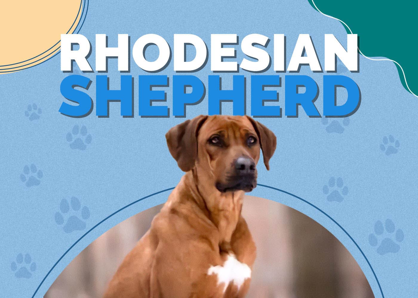 Rhodesian Ridgeback German Shepherd Mix (Rhodesian Shepherd): Info, Pictures, Characteristics & Facts