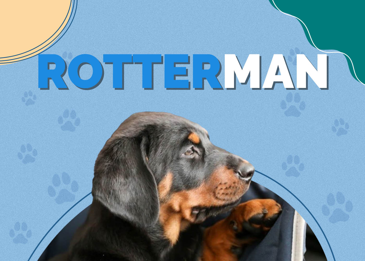 Rotterman (Rottweiler & Doberman Pinscher Mix): Info, Pictures, Care & More
