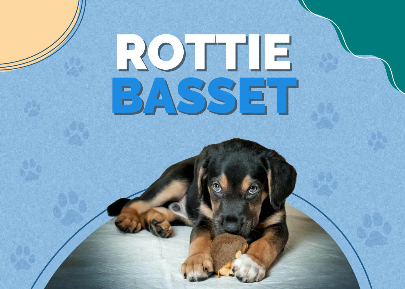 Rottie Basset (Rottweiler & Basset Hound Mix): Info, Pictures, Characteristics & Facts