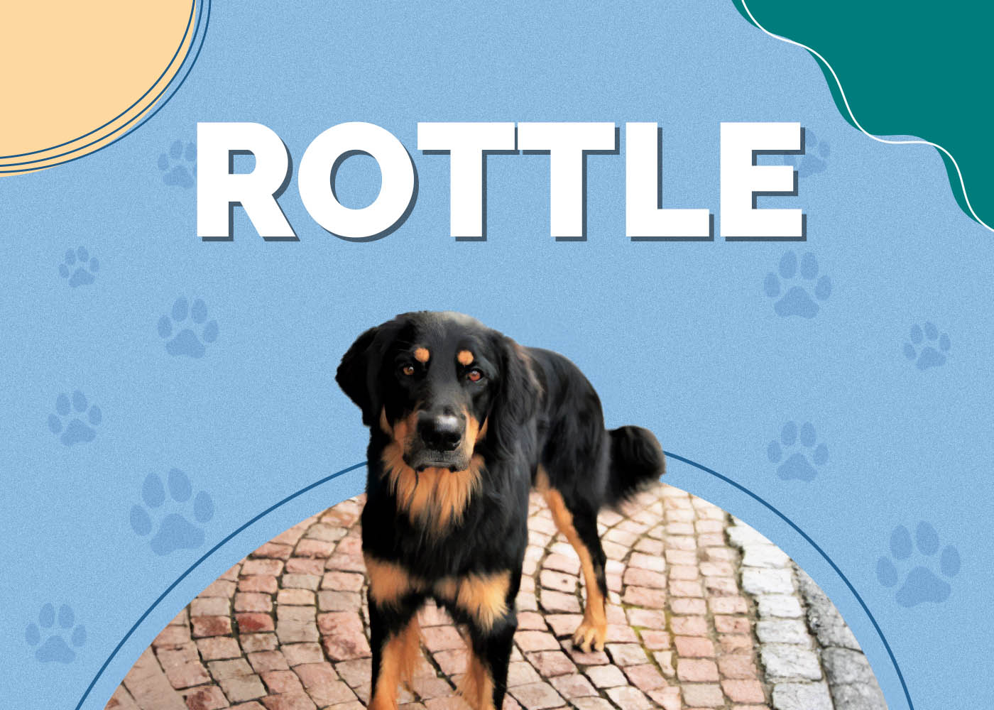 Rottle (Poodle & Rottweiler Mix): Info, Pictures, Characteristics & Facts
