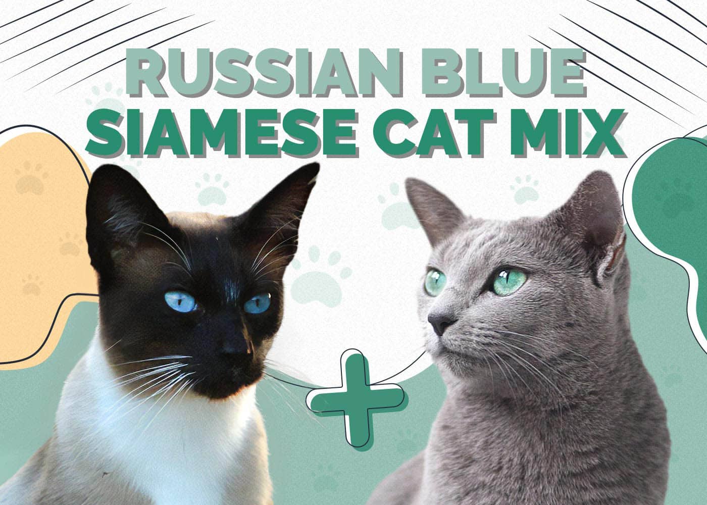 Russian Blue Siamese Cat Mix: Info, Pictures, Characteristics & Facts