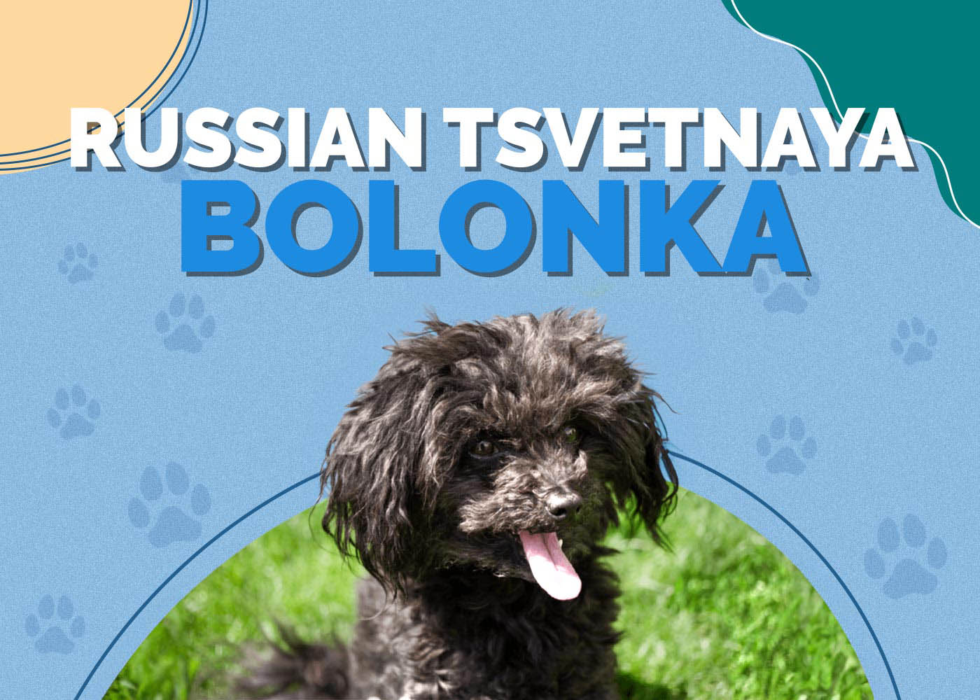 Russian Tsvetnaya Bolonka: Dog Breed Info, Pictures & Facts