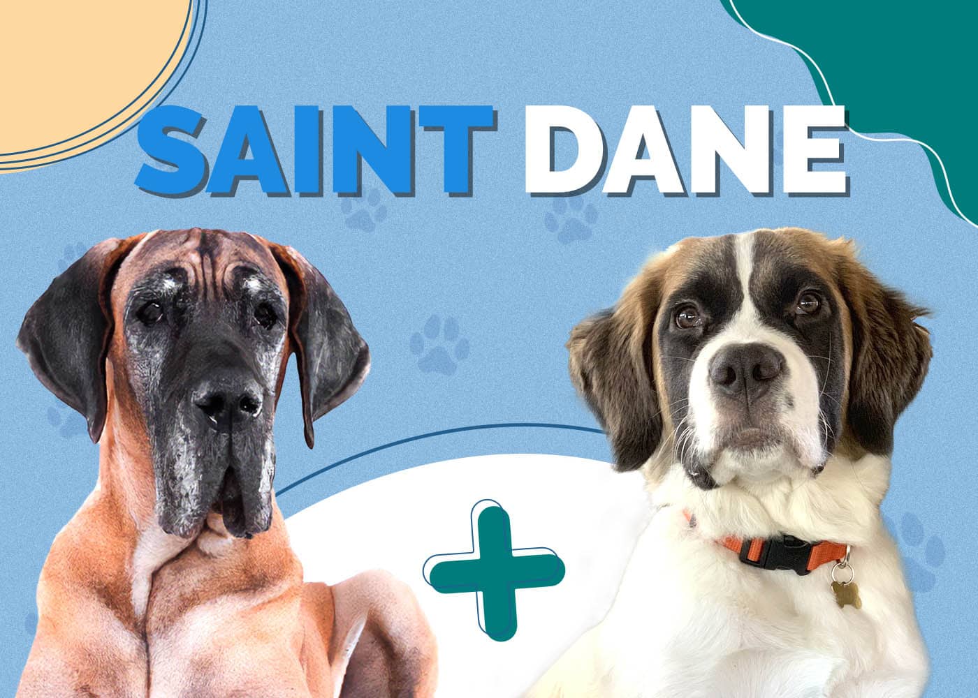 Saint Dane (Saint Bernard & Great Dane Mix): Info, Pictures, Characteristics & Facts