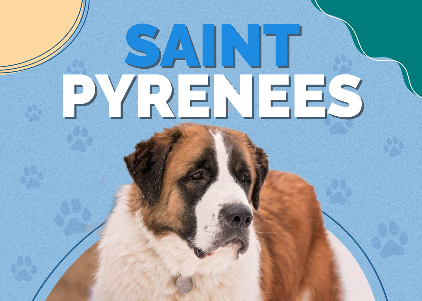 Saint Pyrenees (Great Pyrenees & Saint Bernard Mix): Info, Pictures, Characteristics & Facts