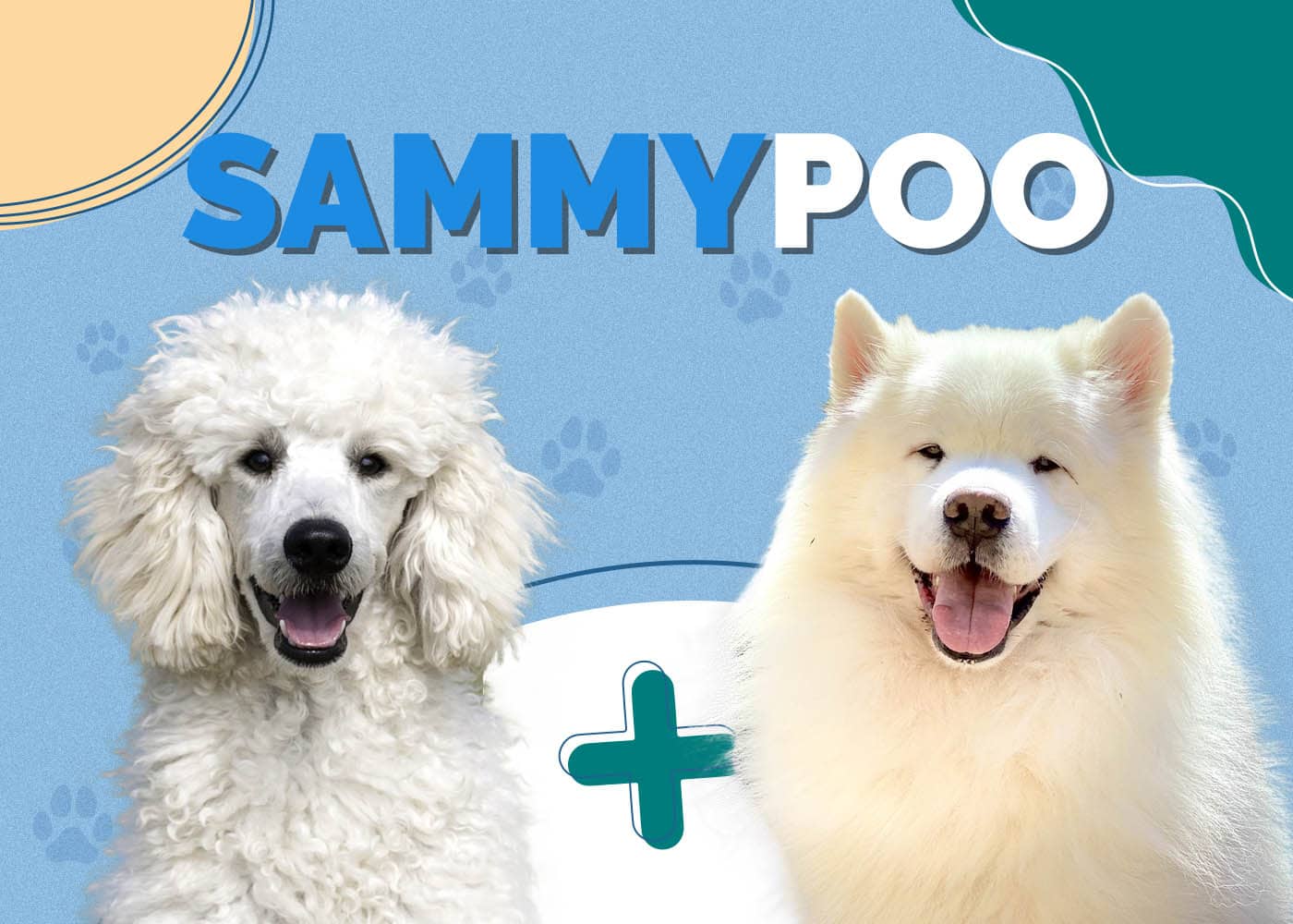 Sammypoo (Samoyed & Poodle Mix): Info, Pictures & Traits