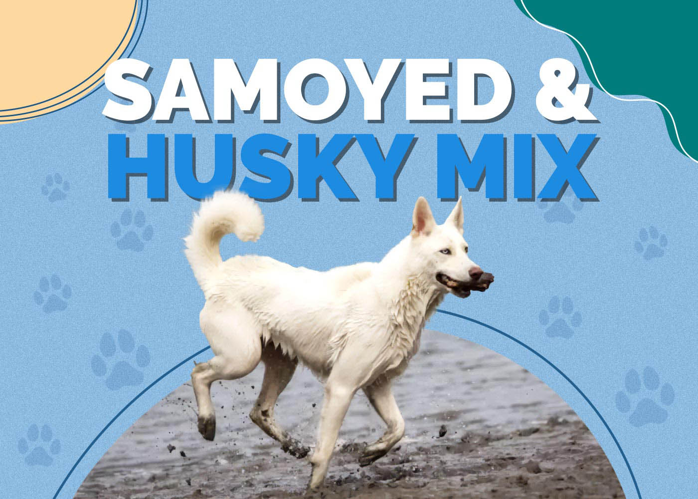 Samoyed & Husky Mix Dog Breed Info: Pictures, Facts & Traits