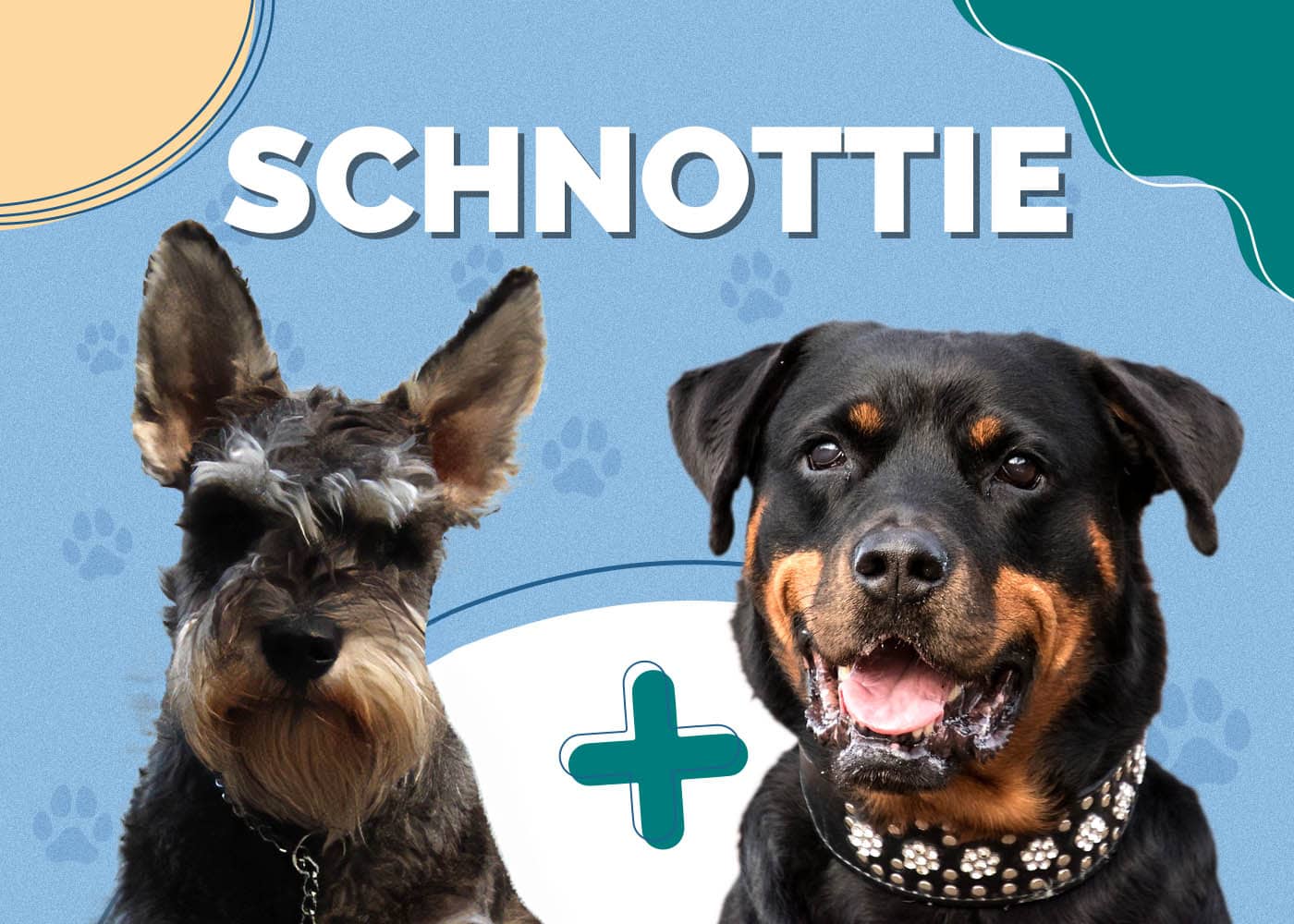 Schnottie (Schnauzer & Rottweiler Mix): Info, Pictures, Traits & More
