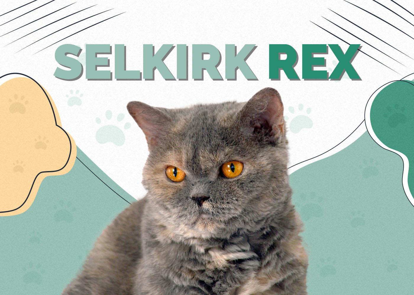 Selkirk Rex Cat: Info, Pictures, Characteristics & Facts