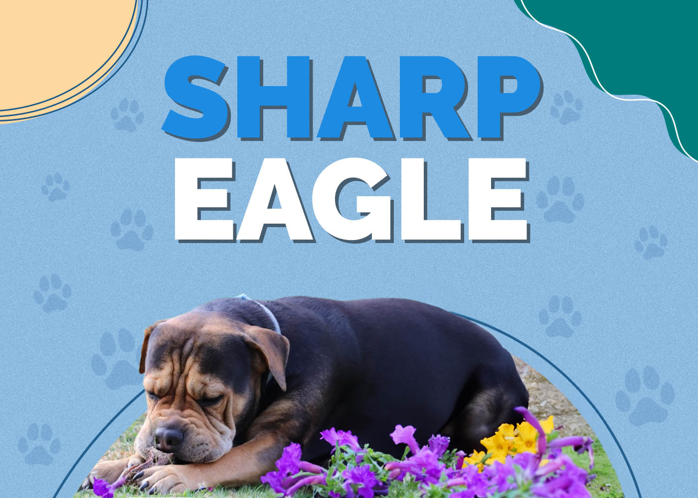 Sharp Eagle (Chinese Shar Pei & Beagle Mix): Info, Pictures, Facts