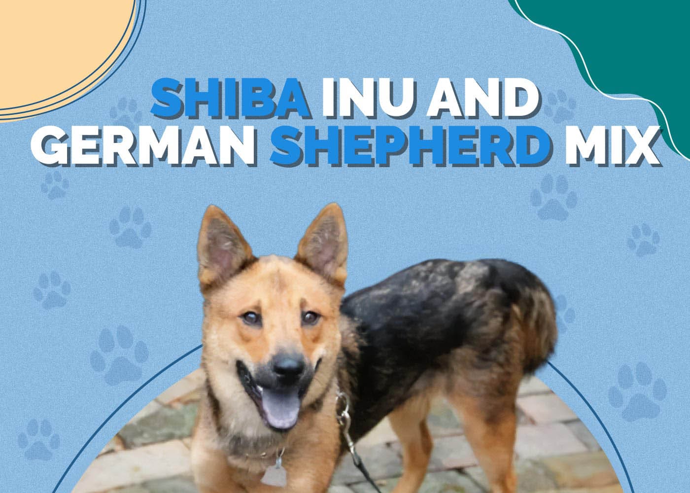 Shiba Inu & German Shepherd Mix: Info, Pictures, Characteristics & More