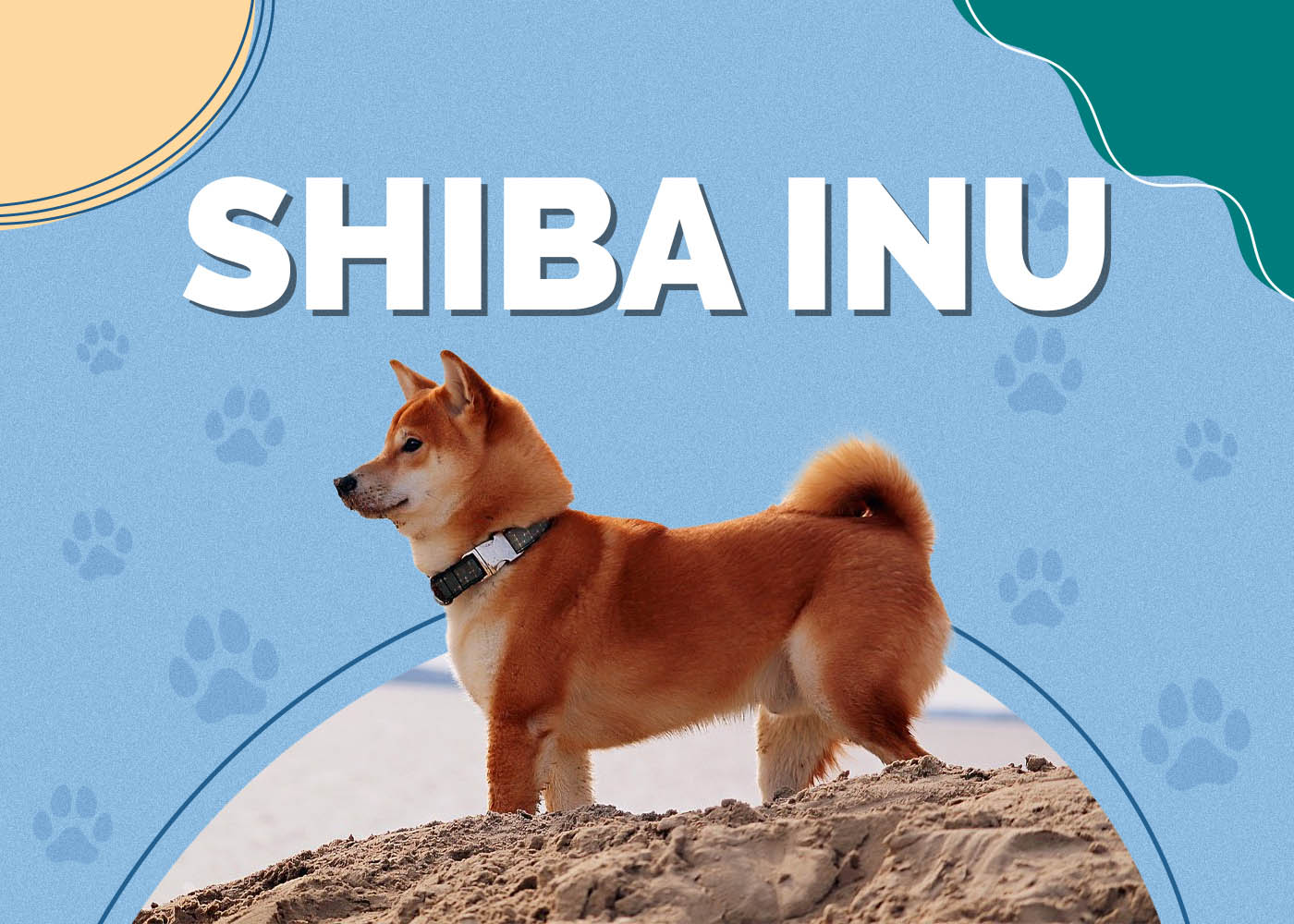 Shiba Inu Dog Breed: Info, Pictures, Characteristics & More