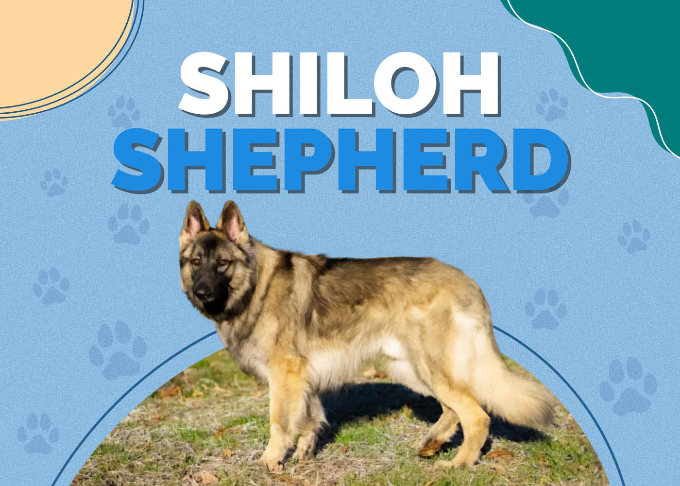Shiloh Shepherd: Dog Breed Info, Pictures, Traits & More