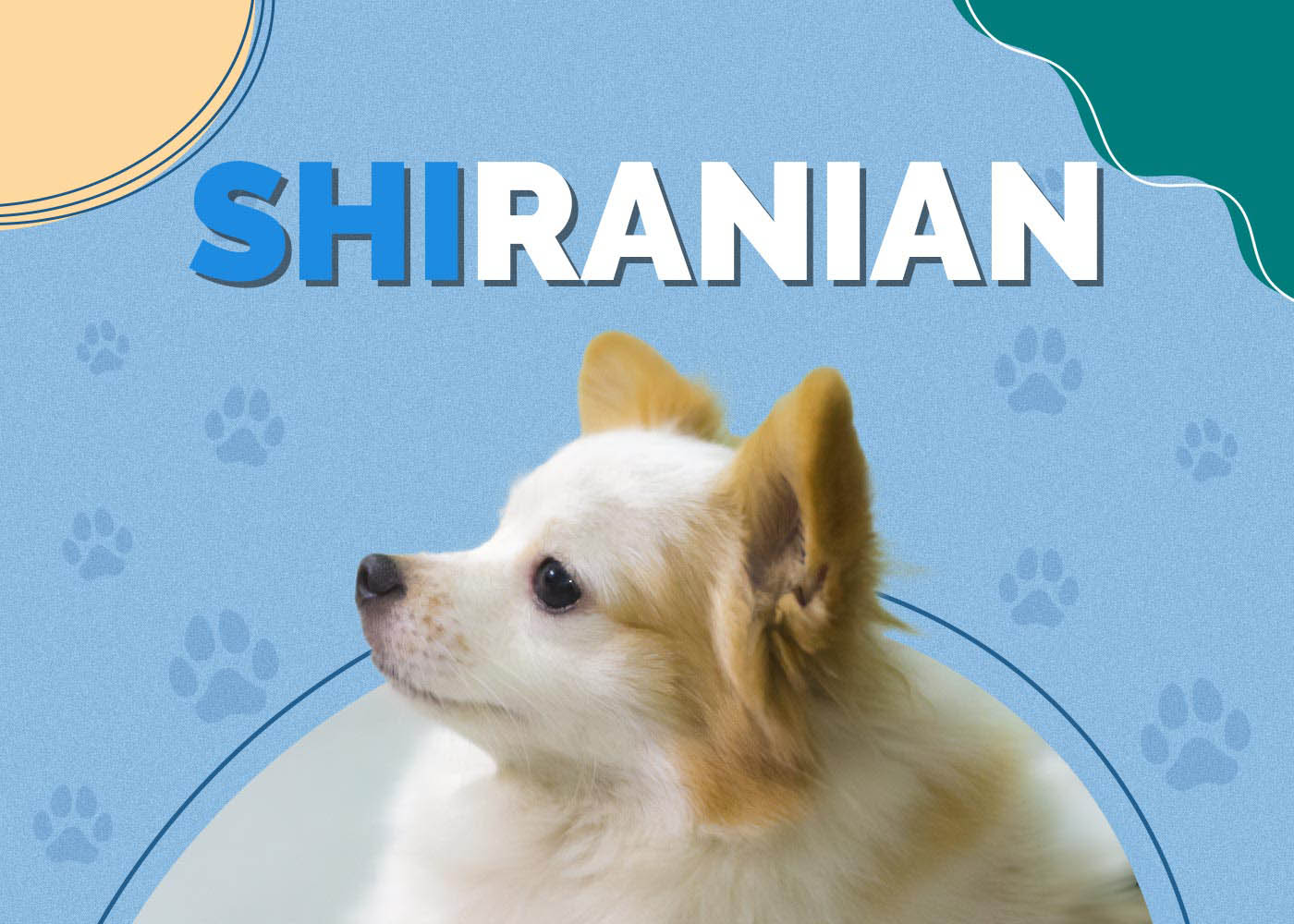 Shiranian (Pomeranian & Shih-Tzu Mix): Info, Pictures, Traits & Facts