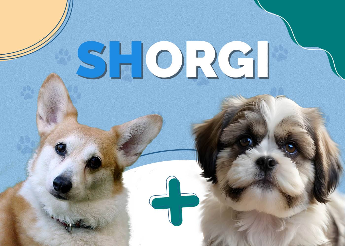 Shorgi (Corgi & Shih-Tzu Mix): Info, Pictures, Facts