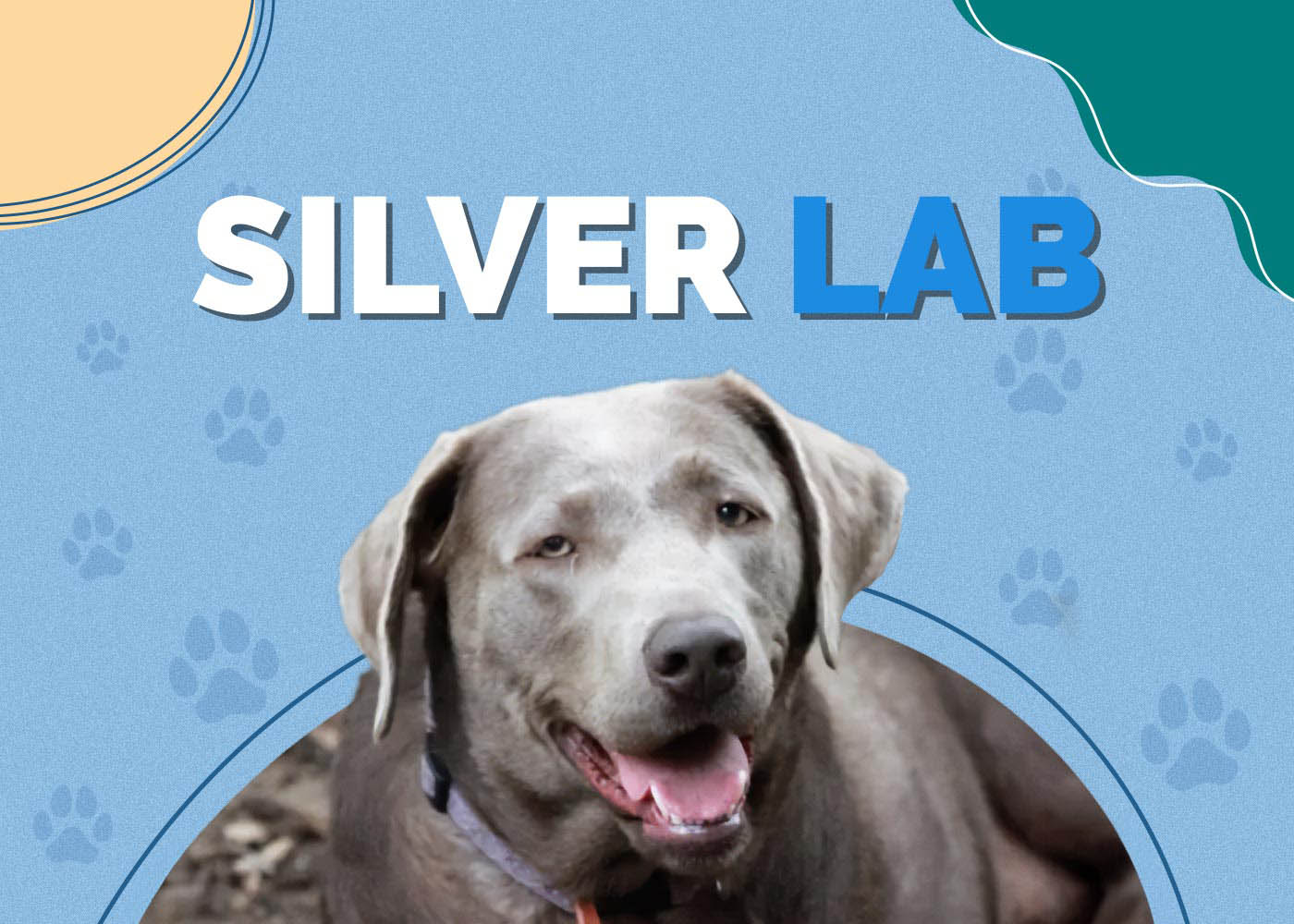 Silver Lab Dog Breed: Info, Pictures, Personality & More