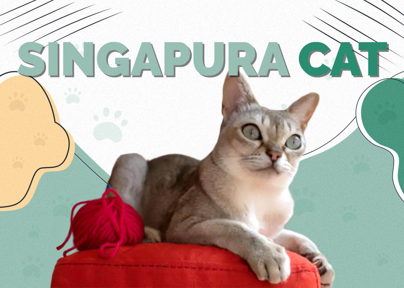 Singapura Cat Breed: Info, Pictures, Care, Traits & Facts