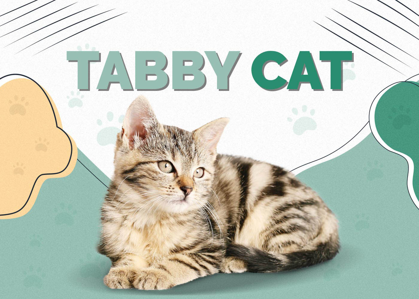 Tabby Cat: Info Pictures, Care, Traits & Facts