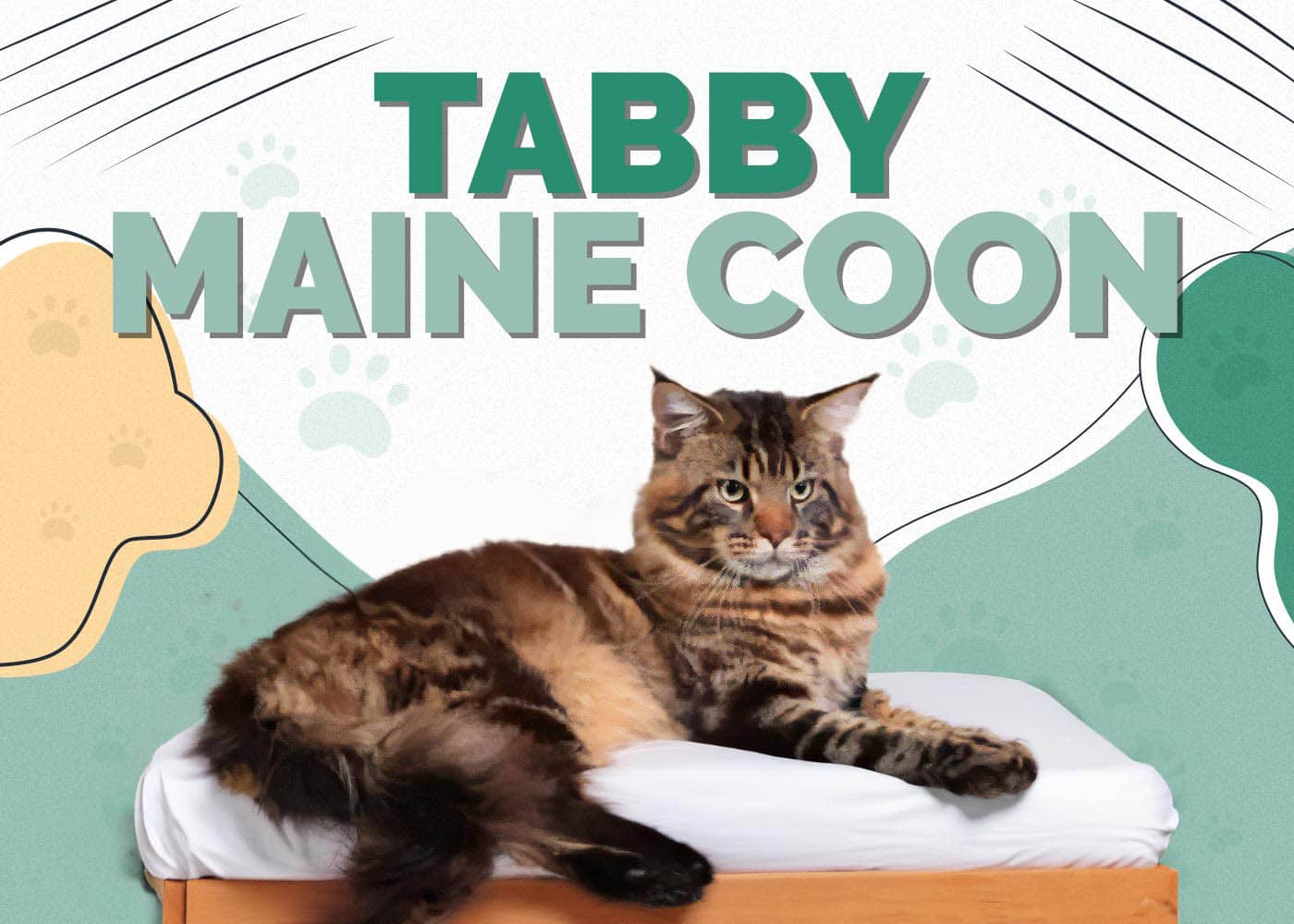 Tabby Maine Coon: Facts, Origin & History (With Pictures)