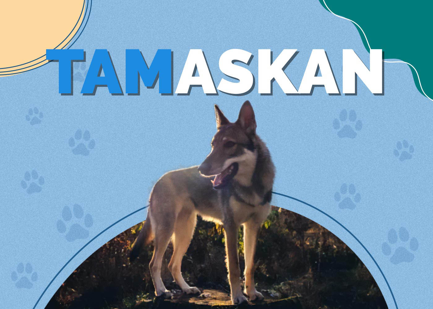 Tamaskan Dog Breed: Info, Pictures & Traits