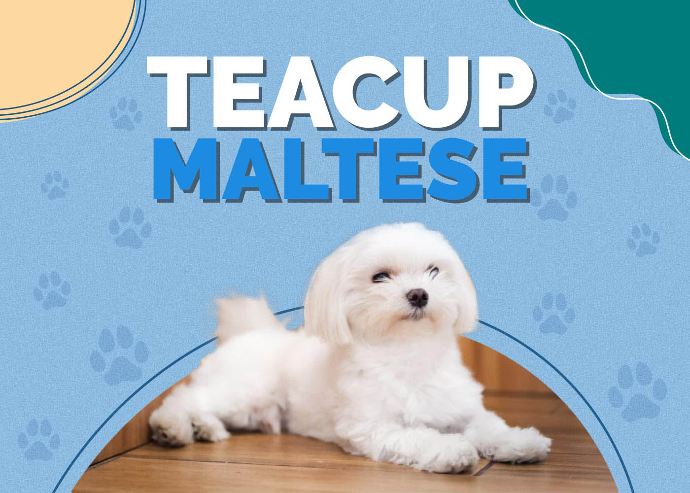 Teacup Maltese Dog: Breed Info, Pictures, Facts & Traits