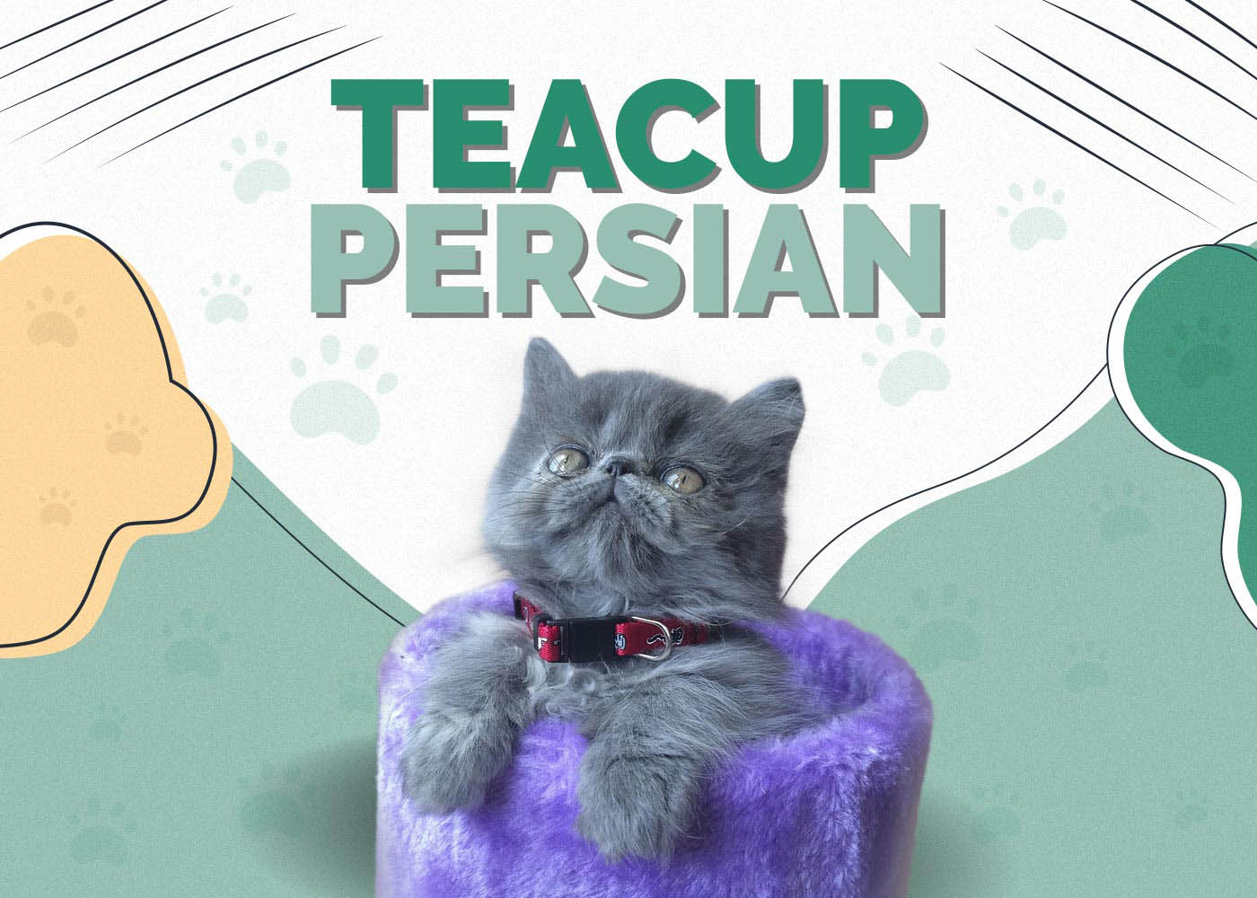 Teacup Persian Cats: Think Twice Before You Bring One Home
