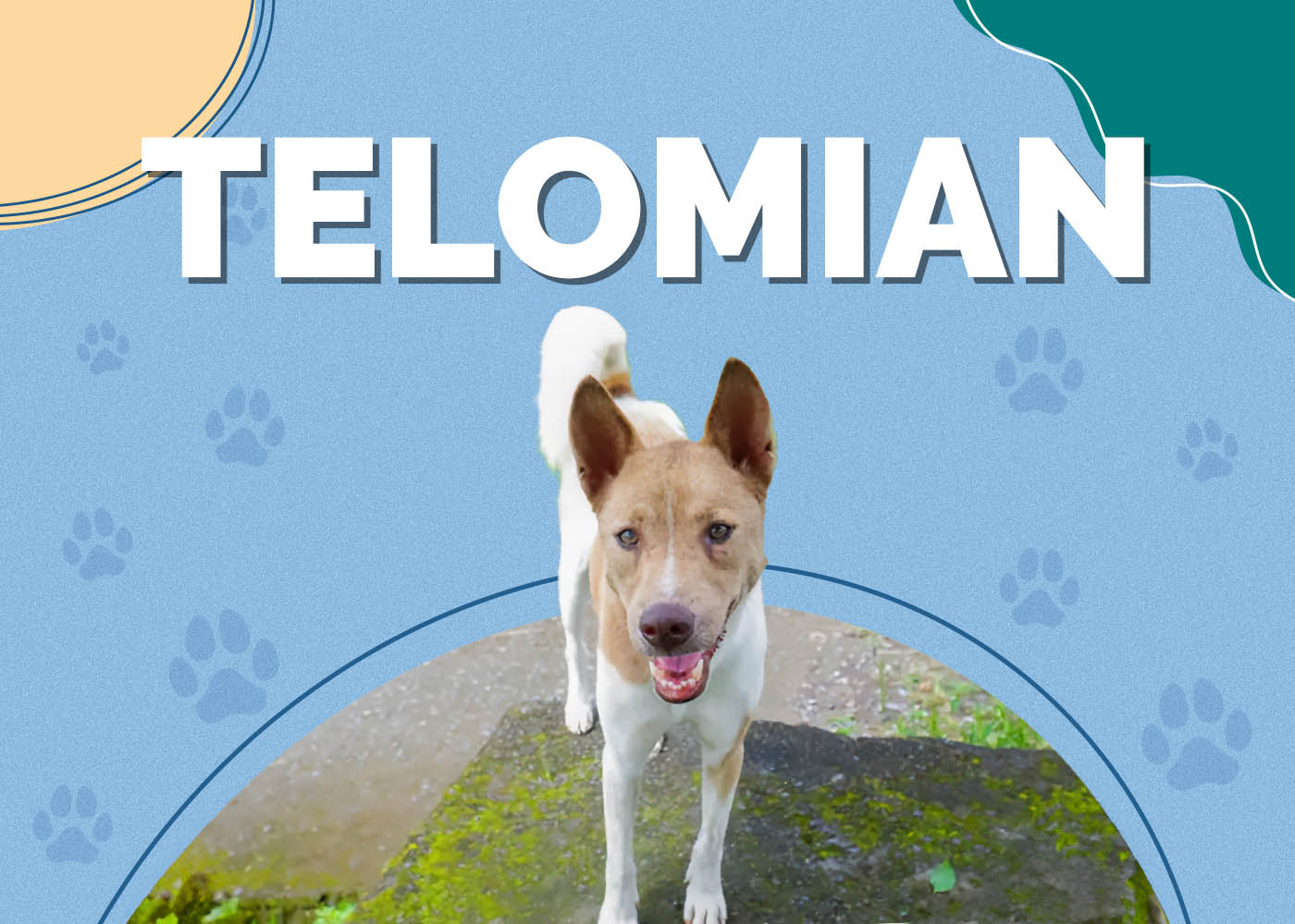 Telomian Dog Breed: Info, Pictures, Care Guide & Facts