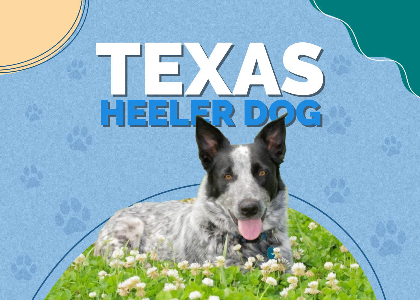 Texas Heeler Dog: Breed Info, Pictures, Personality & Facts