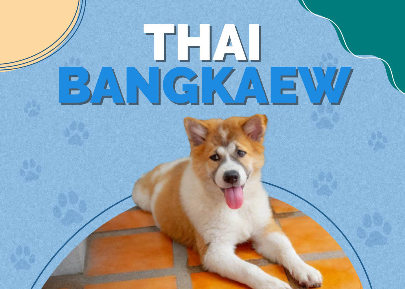 Thai Bangkaew: Dog Breed Info, Pictures, Personality & Facts