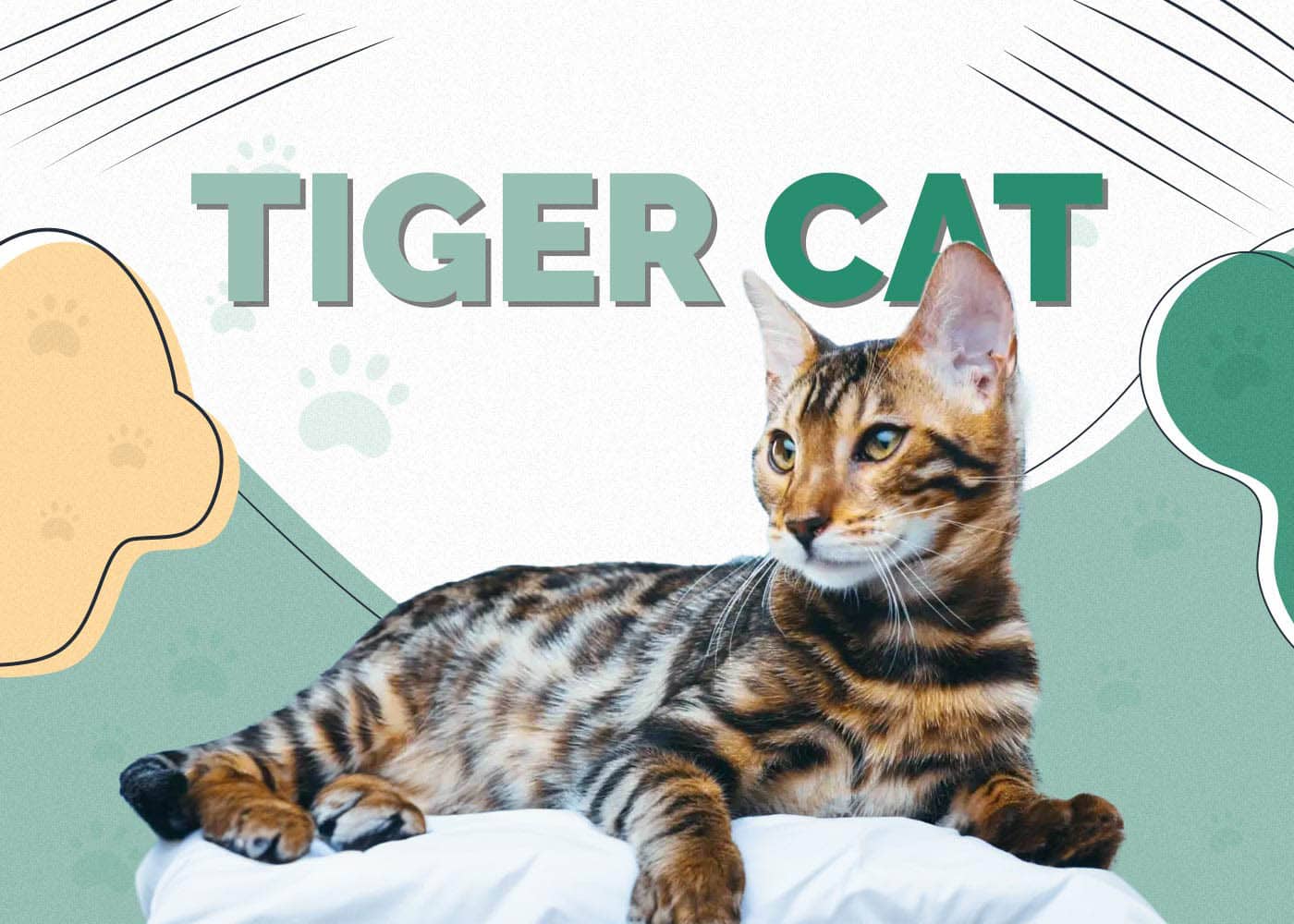 Tiger Cat Breed: Info, Pictures, Care, Traits & Facts