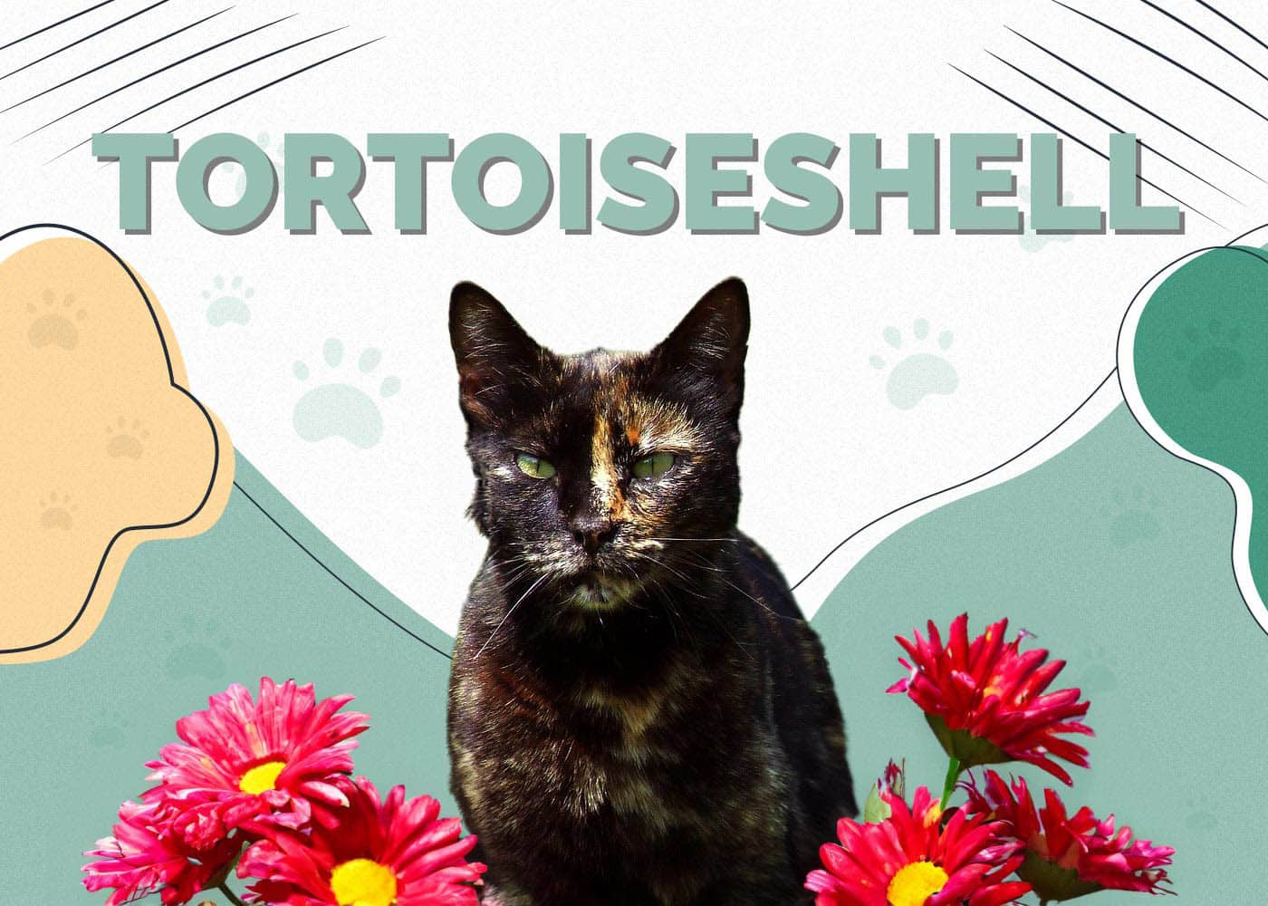 Tortoiseshell Cat: Info, Pictures, Characteristics & Facts