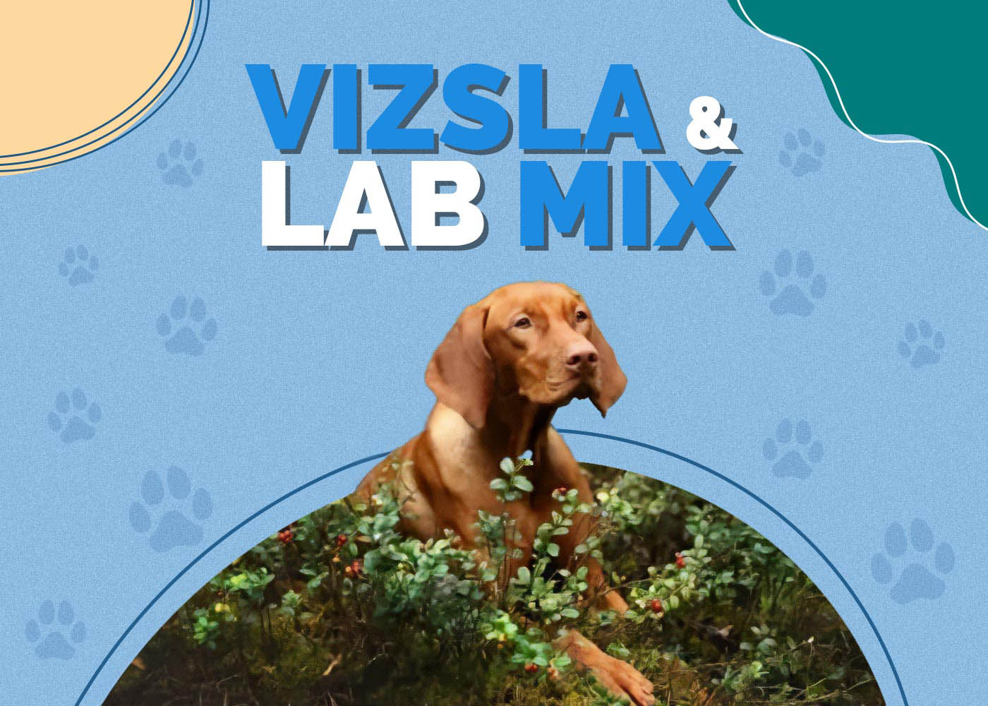 Vizsla & Lab Mix: Info, Pictures, Characteristics & More