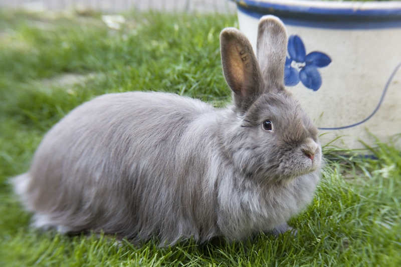 Swiss Fox Rabbit: Info, Pictures, Care Guide, Lifespan & Traits