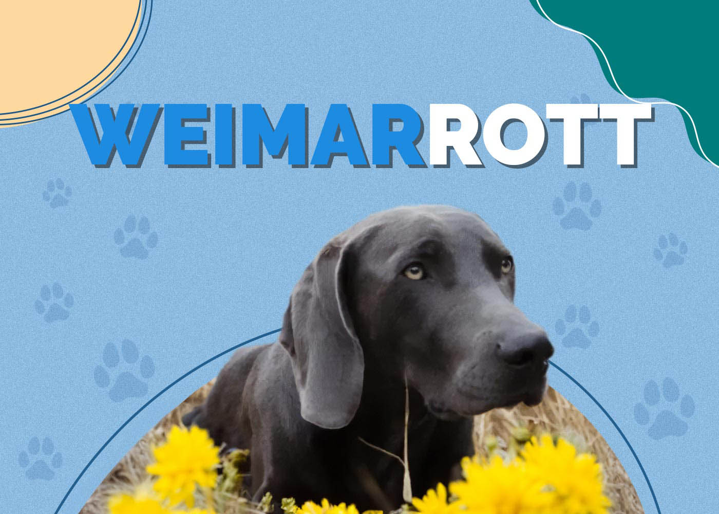 Weimaraner Rottweiler Mix (Weimarrott): Info, Pictures, Characteristics & More