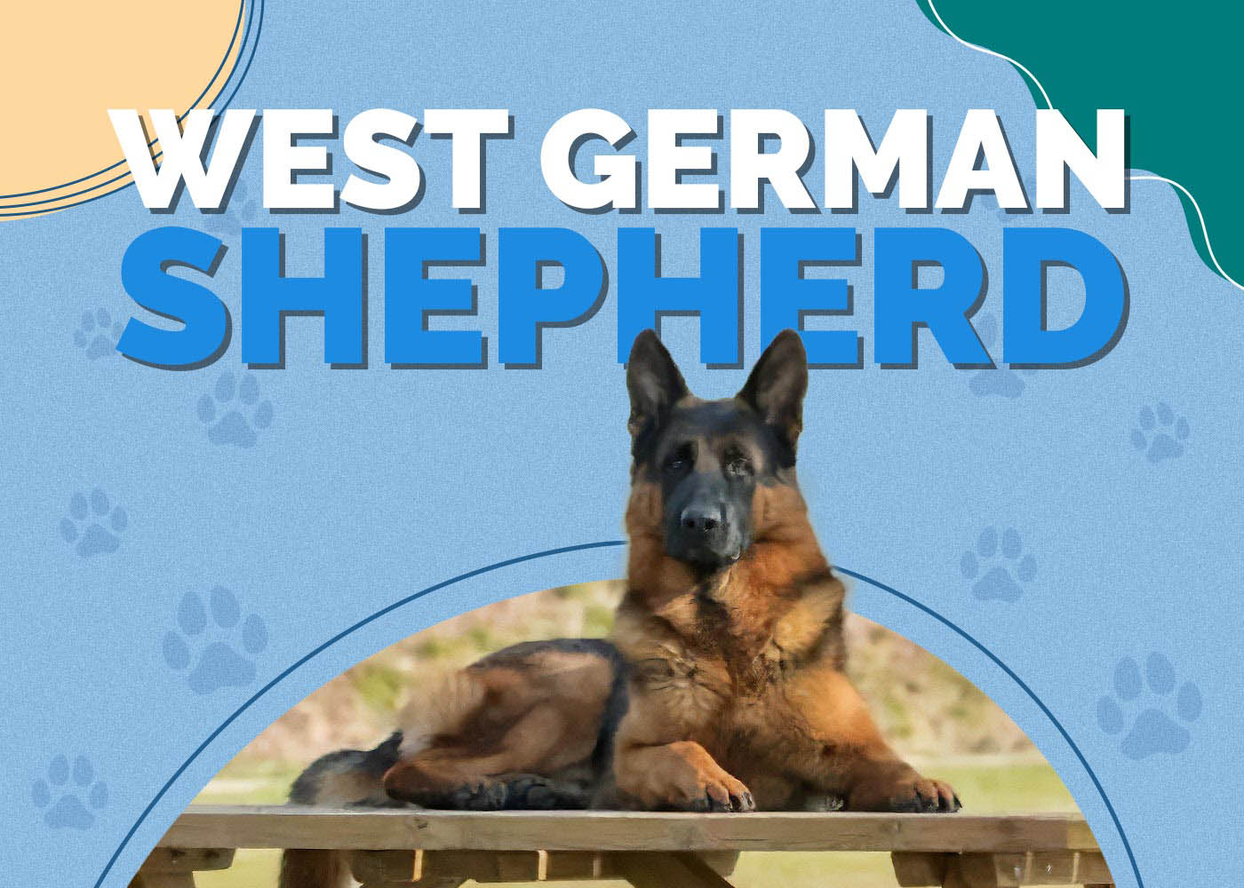 West German Shepherd: Info, Pictures, Temperament, Care & More