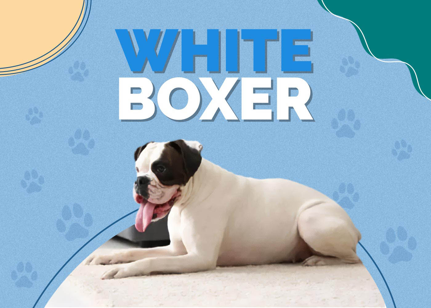 White Boxer: Info, Pictures, Characteristics & More
