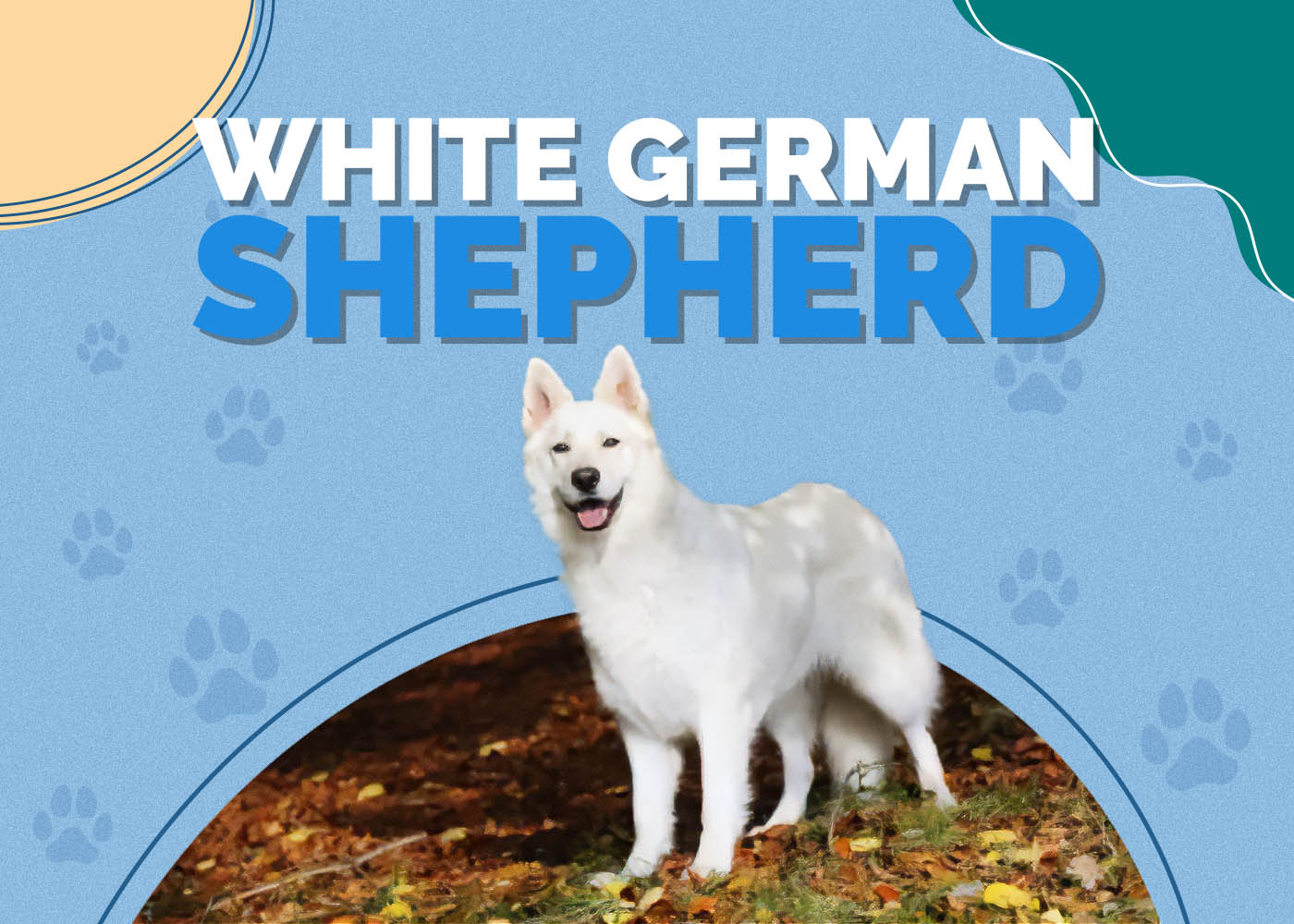 White German Shepherd: Info, Pictures, Characteristics & More