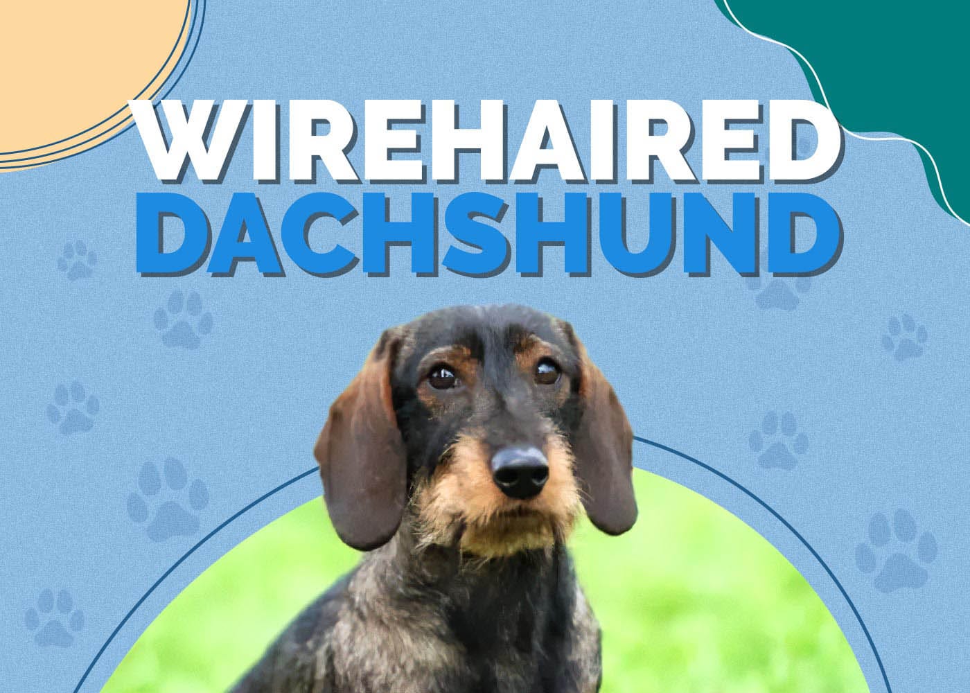 Wirehaired Dachshund Dog Breed: Info, Pictures, Traits & More