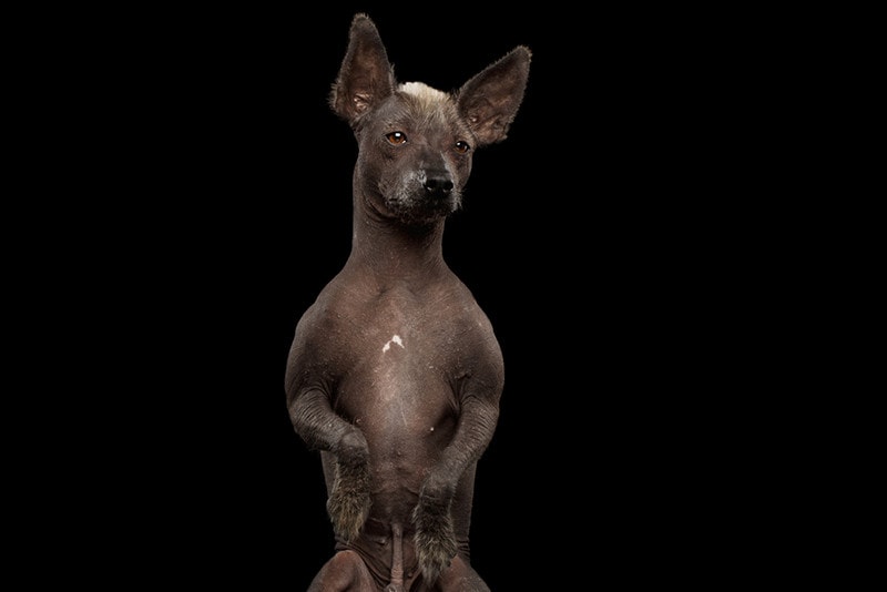 Why Do Male Dogs Have Nipples? Vet-Approved Anatomy Facts