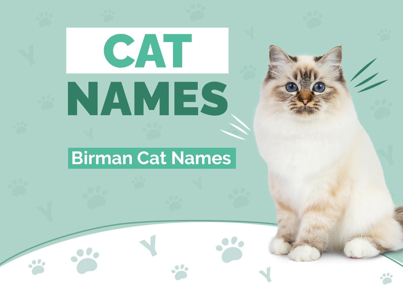 115+ Birman Cat Names: Our Top Picks for Your New Kitty