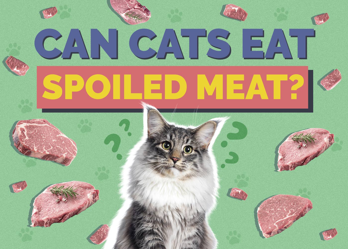 Can Cats Eat Spoiled Meat? Vet Approved Health and Nutrition Concerns