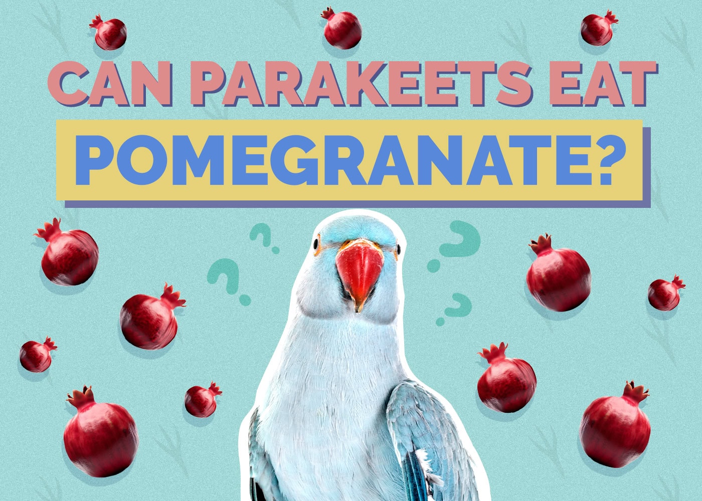 Can Parakeets Eat Pomegranate? Vet Approved Nutrition Facts & FAQ
