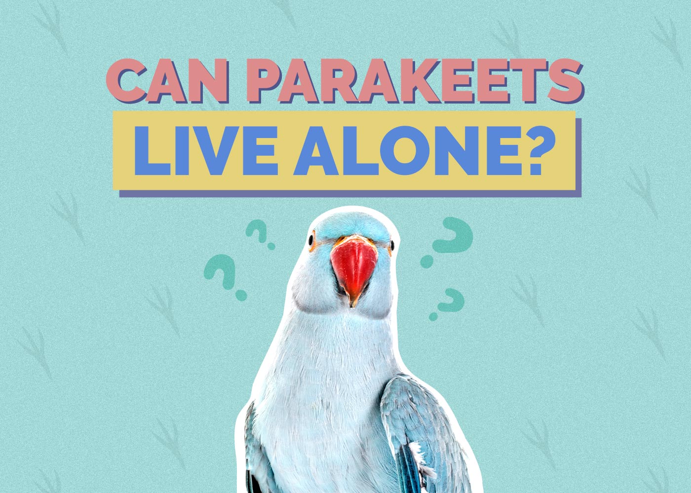 Can Parakeets Live Alone? Vet Approved Facts & Advice