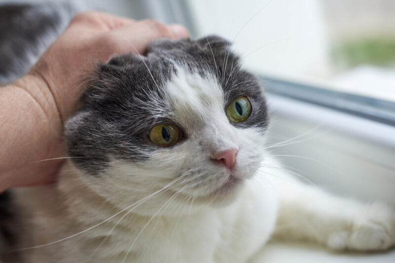 Why You Should Never Scruff a Cat: Vet-Reviewed Risks & Safety Tips