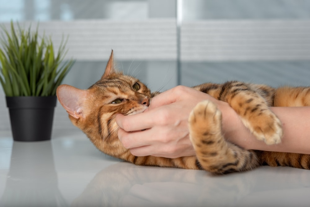 Why Does My Cat Bite Me Gently Out of Nowhere? 6 Possible Reasons