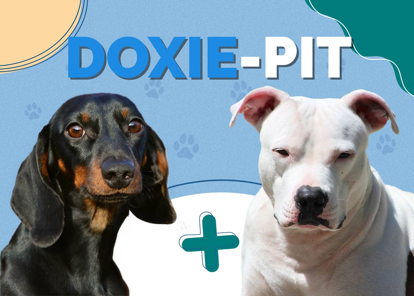 Doxie-Pit (American Pitbull Terrier & Dachshund Mix): Info, Pictures & More