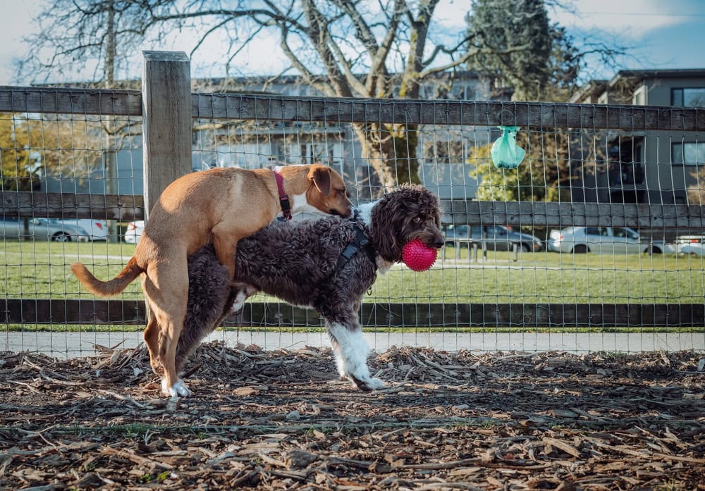 Why Does My Female Dog Hump My Male Dog? 6 Vet-Approved Reasons