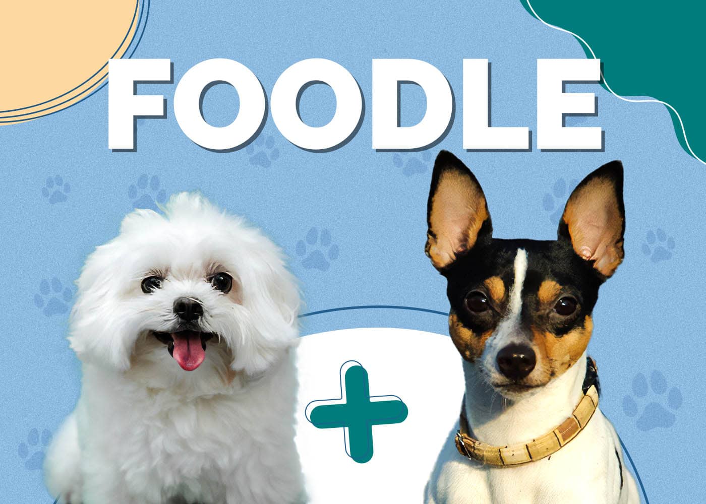 Foodle (Toy Poodle & Toy Fox Terrier): Info, Pictures, Characteristics & Facts