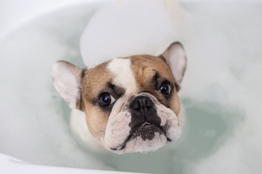 10 Best Shampoos for French Bulldogs - 2026 Reviews & Top Picks